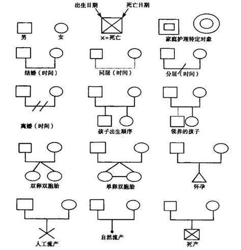 家庭樹意義|家系圖